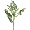 Pittosporum Leaf Stem - Uncategorized - 