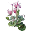Plant blooming - Piante - 