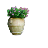 Plant Flowers - Plants - 