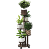 Plant Ladder - Rastline - 
