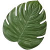 Plant Leaf - 植物 - 