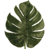 Plant Leaf - Piante - 