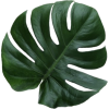 Plant Leaf - Rastline - 
