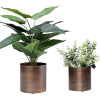 Plant Pots - Plants - 