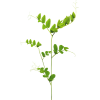 Plant - Растения - 