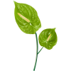 Plant Green - Pflanzen - 