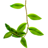 Plant Green - 植物 - 