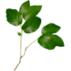 Plant Green - Rastline - 