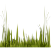 Plant Green - Biljke - 