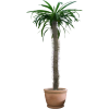 Plant - Rośliny - 