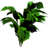 Plant - 植物 - 
