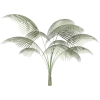 Plant - Plants - 