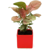 Plant - Biljke - 