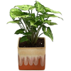 Plant - Pflanzen - 