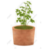 Plant - Rascunhos - 