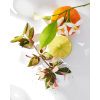 Plant - Plantas - 