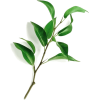 Plant - Biljke - 