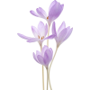 Plant - Biljke - 