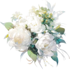 Plant - Plants - 
