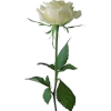 Plant - Растения - 