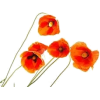 Plant - 植物 - 