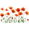 Plant - 植物 - 