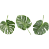 Plant - Rośliny - 