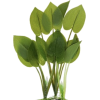 Plant - Rastline - 