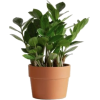 Plant - Plantas - 
