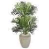 Plant - 植物 - 