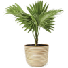 Plant - Pflanzen - 