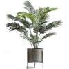 Plant - Plantas - 