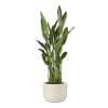 Plant - Plants - 