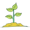 Plant - Uncategorized - 