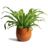 Plant in pot - Растения - 