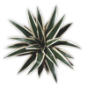 Plant overhead - Rastline - 