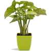 Plants - Plantas - 