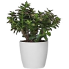 Plants - Растения - 