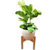 Plants - 植物 - 