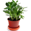 Plants - Biljke - 