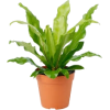Plants - Pflanzen - 