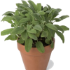 Plants - Rastline - 