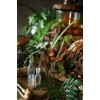 Plants and herbs - Rośliny - 