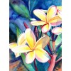 Plumeria Watercolors - My photos - $129.00 
