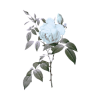 Png Ariel - 植物 - 