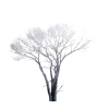 Png Ariel - 植物 - 