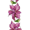 Poinsettia - Plantas - 