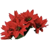 Poinsettia - Plants - 