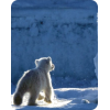 Polar Bear - Animals - 