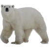Polar Bear - 动物 - 
